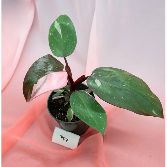 Pink Princess Philodendron 4" US Seller | RARE Pot - Picture 1 of 5